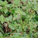 Marsypianthes chamaedrys Hoja