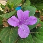 Barleria cristata Blomst