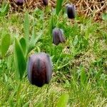 Fritillaria montanaBlomst