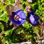 Veronica fruticans Blomma