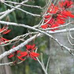 Erythrina speciosa Pokrój