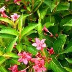 Weigela floridaFlor