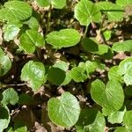 Centella asiaticaFolha