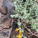 Lotus glaucus 花