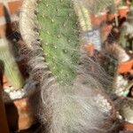 Opuntia orbiculata برگ