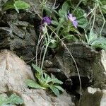 Primula frondosa Flower