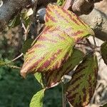Rubus plicatus Leaf