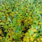Salix phylicifolia Hábitos