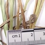 Carex uncinioides 其他