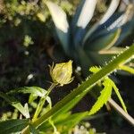 Hibiscus trionum Fruit