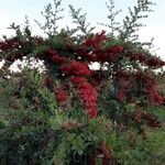 Pyracantha coccineaPokrój