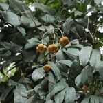 Dichostemma glaucescens Fruit