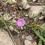 Ipomoea plummerae 花