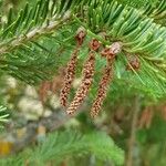 Abies kawakamii 其他