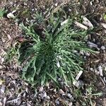 Plantago coronopus Natur