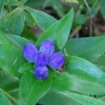 Gentiana clausa Blüte