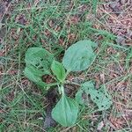 Plantago majorList