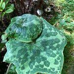 Podophyllum cv. 'Kaleidoscope' Leaf