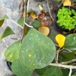 Ficus deltoidea Leaf