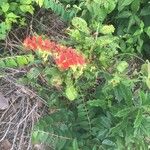 Amasonia campestris Цвят