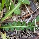 Cirsium acaulon 葉