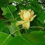 Liriodendron tulipifera Fleur