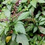 Ocimum carnosum Облик