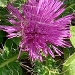 Cirsium acaulon 花