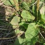 Plantago majorপাতা