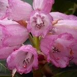 Rhododendron magnificum Flower