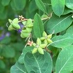 Exochorda racemosa Fruit