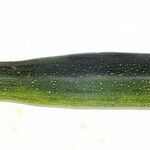 Cucurbita pepo Fruto