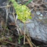 Cruciata glabraBlüte