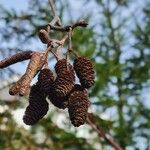 Alnus rubra Fruit