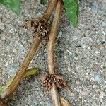 Mentha cervina Fruit