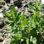 Chenopodium ficifolium Foglia