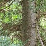 Cupressus goveniana Bark