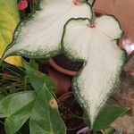 Caladium bicolorDeilen