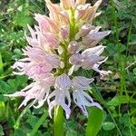 Orchis italica Flower