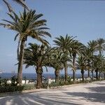 Phoenix canariensis Хабит