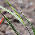 Anthoxanthum nitens Leaf