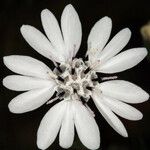 Blepharipappus scaber Цветок