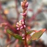 Persicaria mitis പുഷ്പം