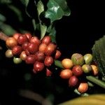 Coffea canephora Fruit