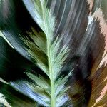 Calathea roseopicta Hoja