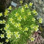 Saxifraga exarata 花