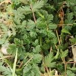 Erodium cicutarium Листок