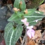 Disperis reichenbachiana Φύλλο