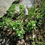 Soldanella pusilla Flower