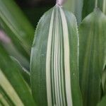 Nidularium innocentii Leaf